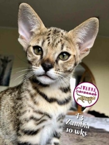 F3 Savannah cat for sale