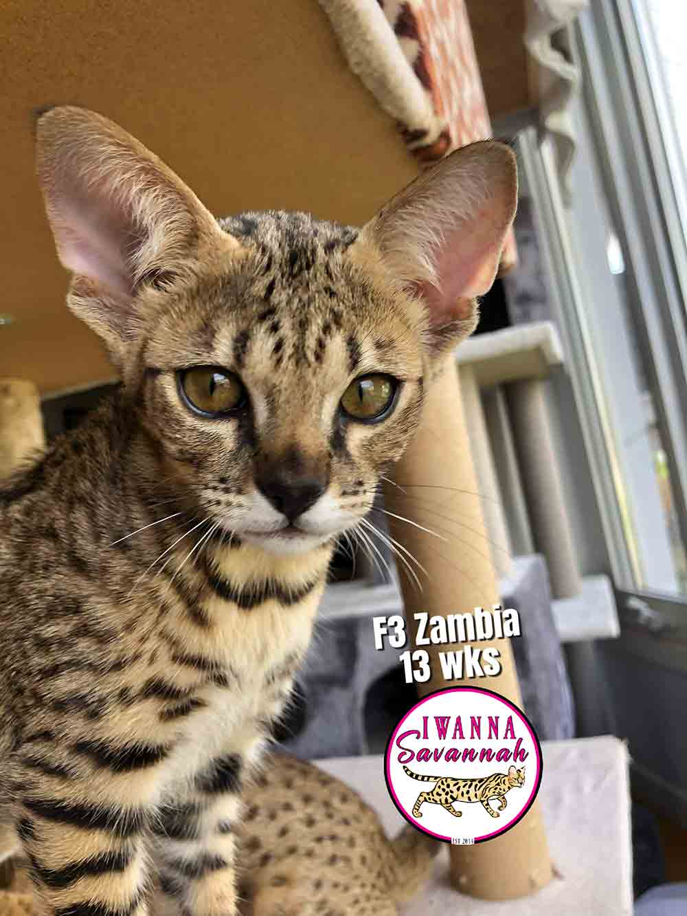 Savannah cat F3 for sale