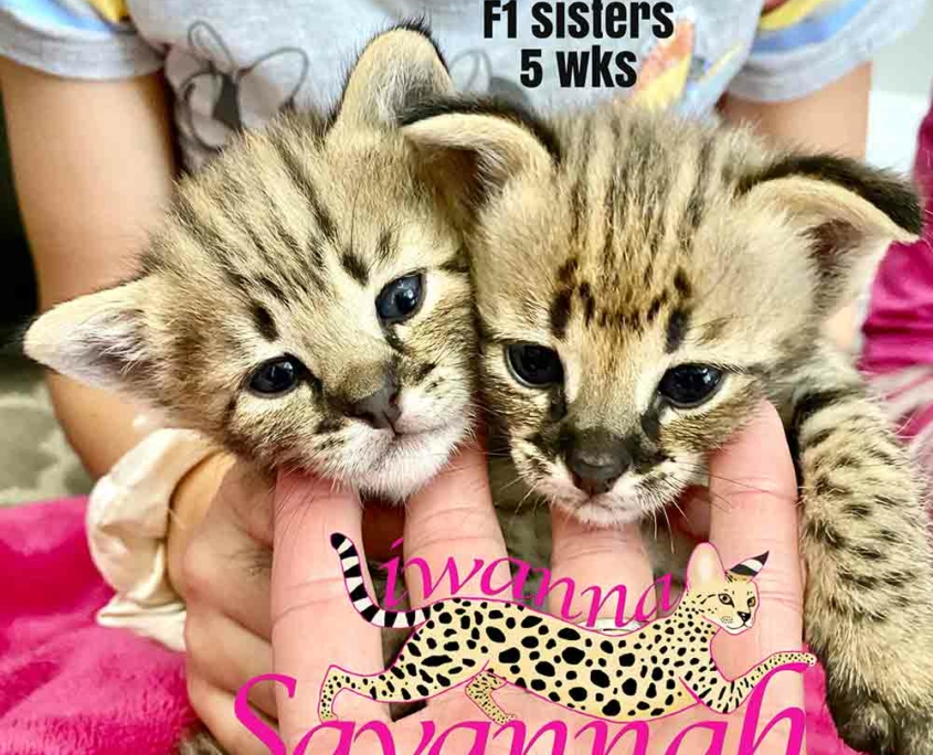 Does a Savannah cat use the litter box