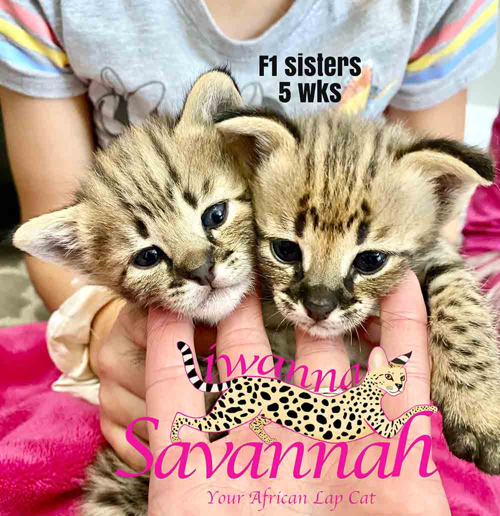 F1 Savannah cat for sale