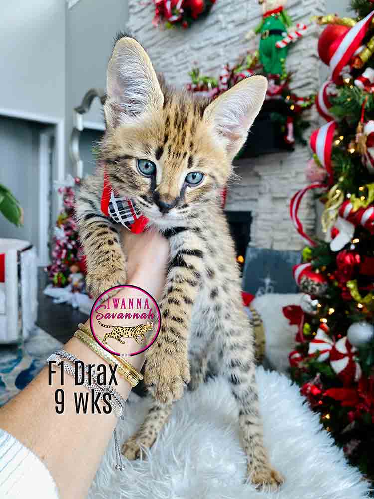 F1 Savannah kitten for sale