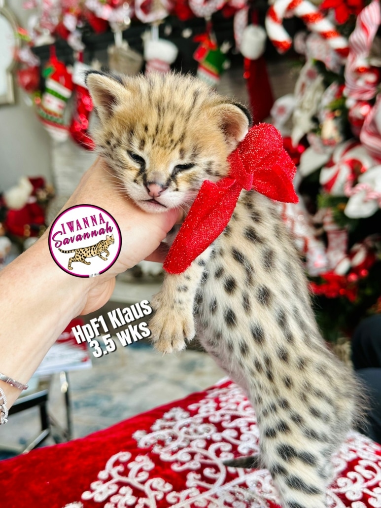 F1 Savannah kitten for sale