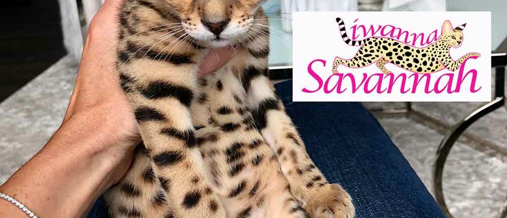 F4 savannah cat for sale