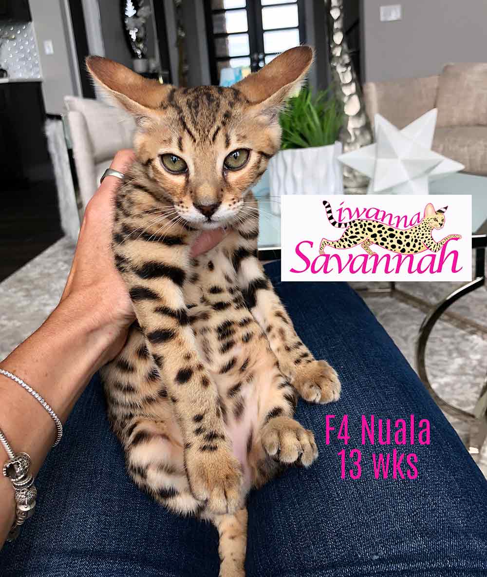 F4 savannah cat for sale