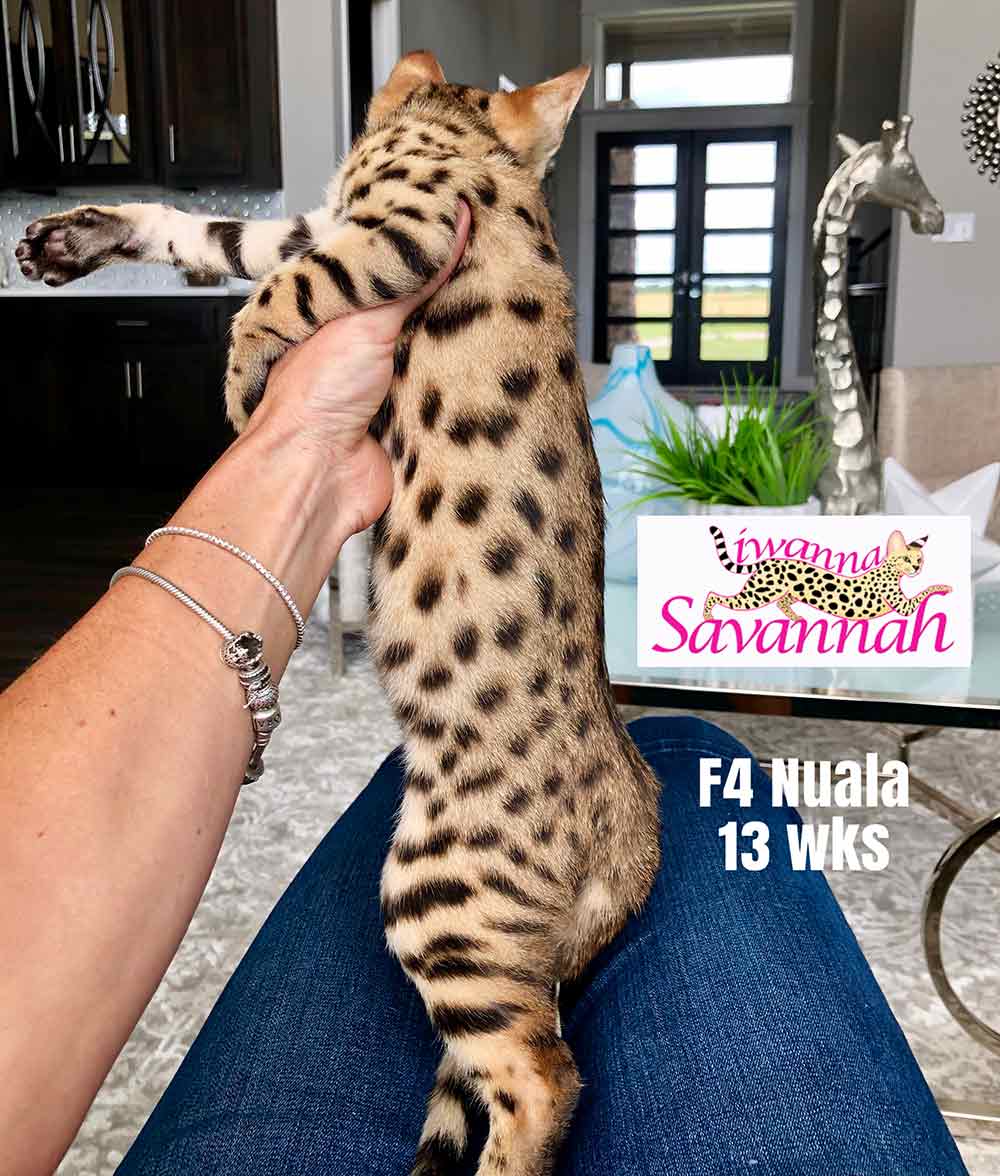 F4 savannah kittens for sale