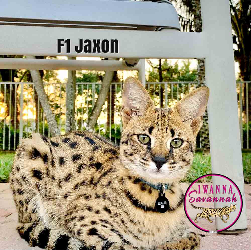 Savannah Cat f1