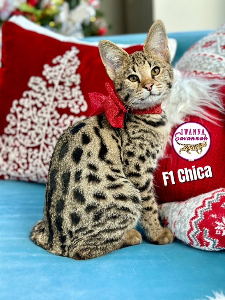 F1 Savannah cat for sale