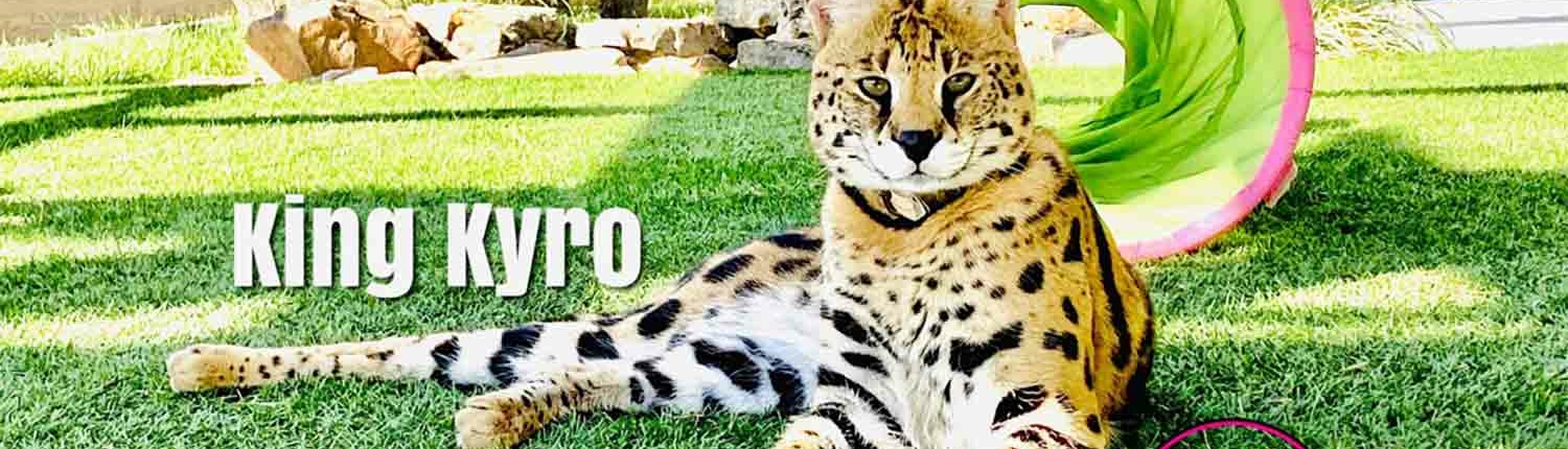 Savannah cat for sale