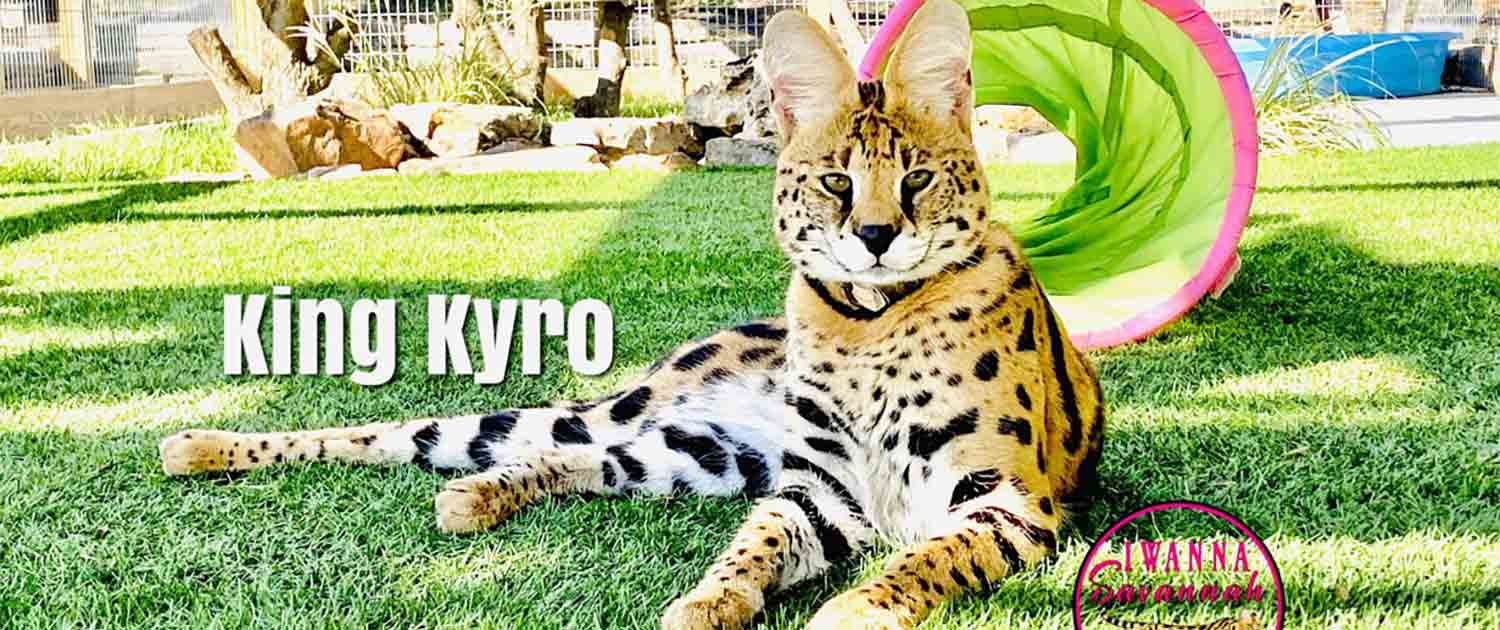 Savannah cat for sale