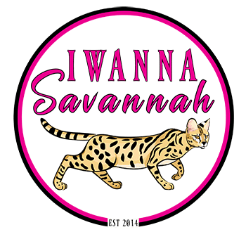 Savannah Kittens for sale logo