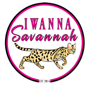 Savannah Kittens for sale 