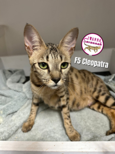 f5 savannah cat