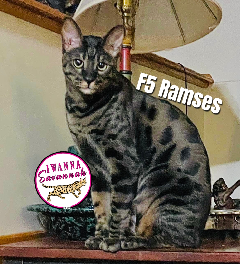 F5 Savannah cat for sale