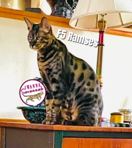 F5 savannah cat for sale