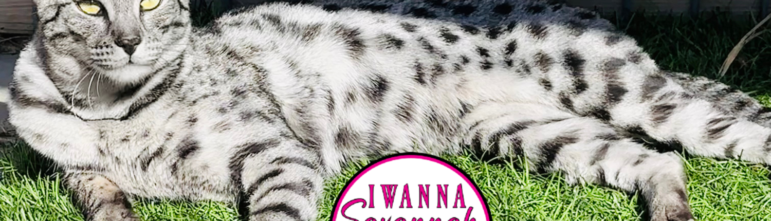 F5 Savannah kitten